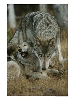 wolves.jpg